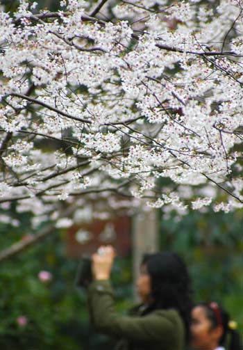 A park visitor takes a photo of cherry flowers in blossom at a park in Hangzhou, east China's Zhejiang Province May 1. 