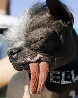 The Chinese Crested dog 'Elwood' appears at the 2007 World's Ugliest Dog Contest Friday, June 22, 2007, in Petaluma, Calif. Elwood, who weighs in at just 6 lbs and was rescued as the result of a New Jersey SPCA investigation, has won the title of World's ugliest dog of 2007.