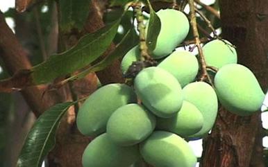 Making power from coconut shells, mango pits