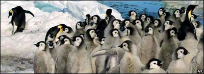 Emperor Penguins at Risk 南極皇帝企鵝危機