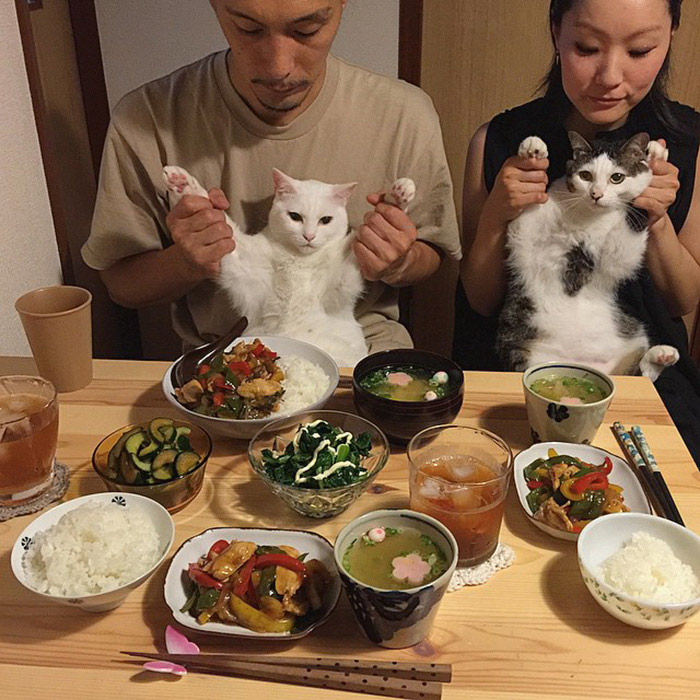 日本“眼饞貓”走紅（組圖）