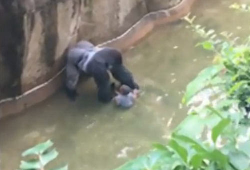 四歲男童爬入猩猩池，動物園射殺大猩猩引爭議