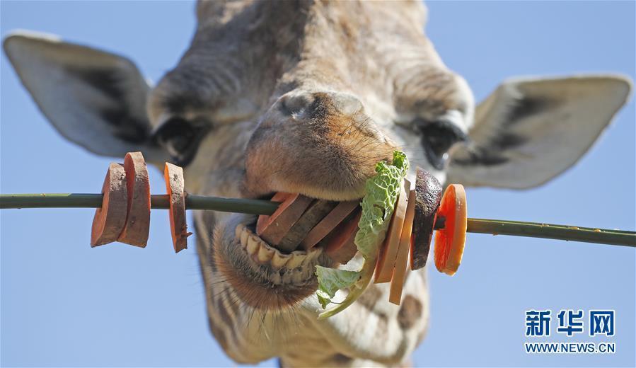 萌萌噠！“治愈系”動物們的憨萌瞬間（組圖）