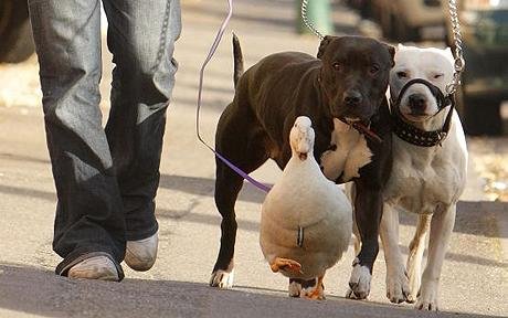 Duck believes she's a dog<BR>'迷糊'鴨自認(rèn)是狗學(xué)狗叫