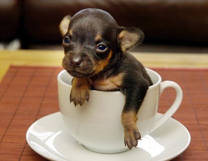 Mini dog inside teacup <BR>迷你狗可裝進(jìn)茶杯(圖)