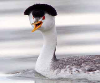 Bird with a Beatles hairdo <BR>水鳥頂披頭士發(fā)型(圖)