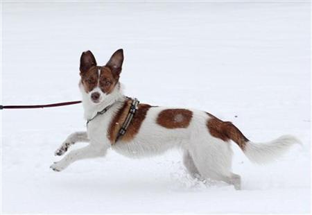 為什么狗狗光腳踏雪不覺冷？