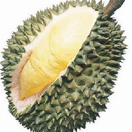 職場“榴蓮族” durian clan